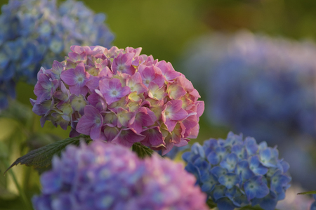 Hydrangea blue hydrangea and purple