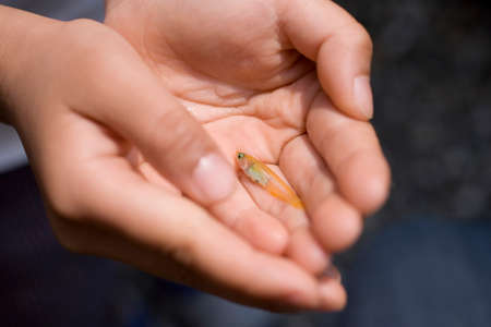 The hands of children to put the medakaの写真素材