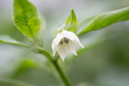 Green pepper flowersの写真素材