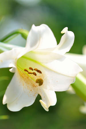 White lilies bloom in the Parkの写真素材