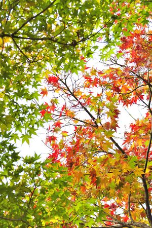 Green and red and yellow maple leaves
