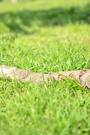 Field of logの写真素材