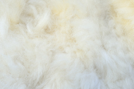Alpaca hairの写真素材