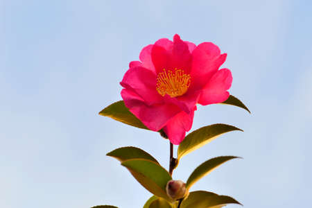 Sasanqua flowersの写真素材