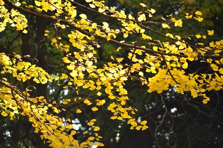 Ginkgo leaves, which turns red and yellow to yellow