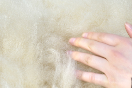 Alpaca hairの写真素材