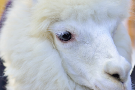 Alpacaの写真素材