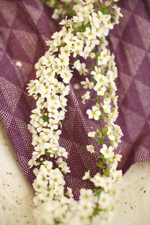 Spiraea thunbergii