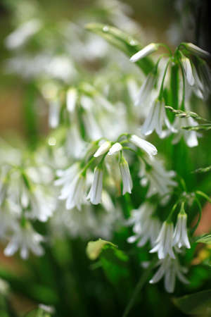 Alliumの写真素材