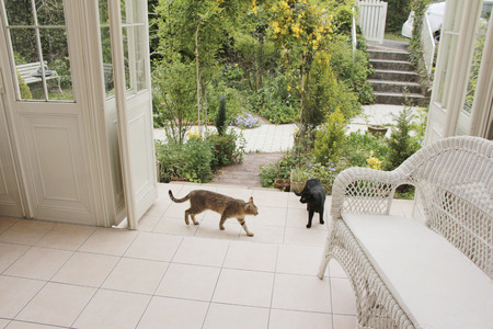 Conservatory and catの写真素材