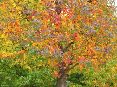 Tree mapleの写真素材
