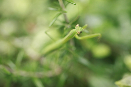 Mantis who is in the gardenの写真素材