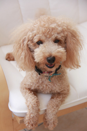 Toy poodleの写真素材