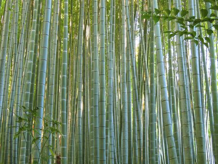 Bamboo forestの写真素材