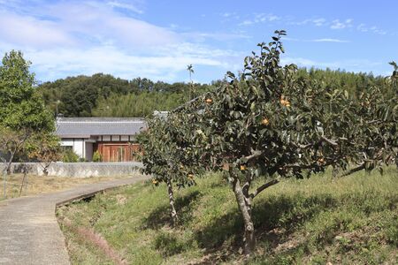 Village of Ikarugaのeditorial素材