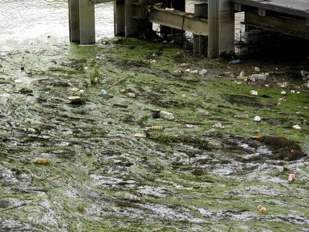 Algae of rivers that stagnant