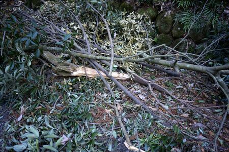 Tree was broken by natural disasters
