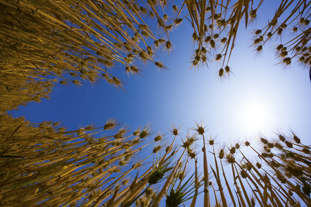 Barleyの写真素材