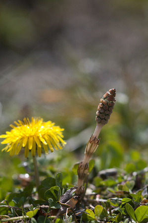 Horsetailの写真素材