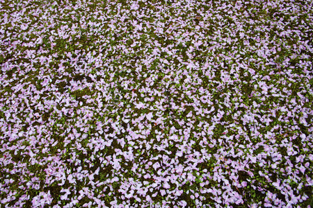 Cherry blossoms scatterの写真素材