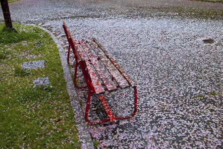 Cherry blossoms scatterの写真素材