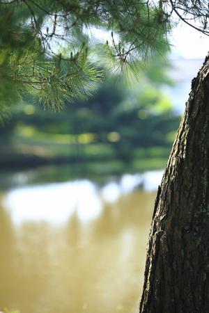 Pond and pineの写真素材