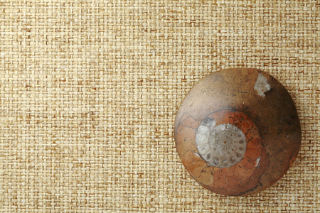 Ammonite fossilsの写真素材