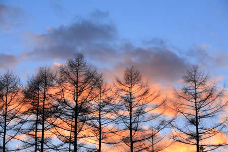 Tree and sunsetの写真素材