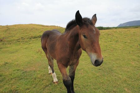 Wild horsesの写真素材
