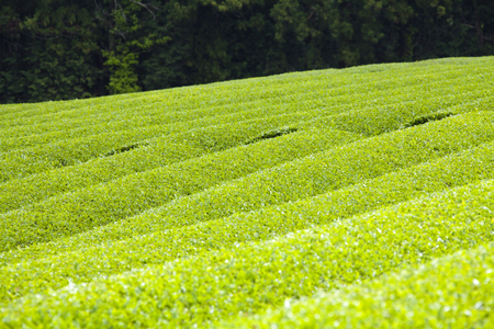Tea plantationの写真素材