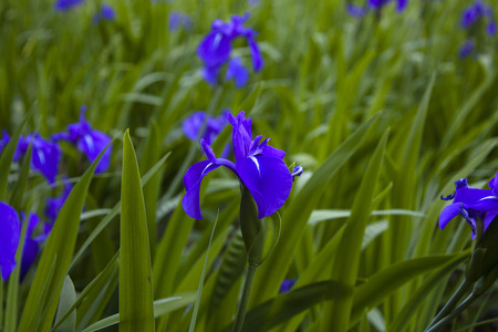 An immense Temple gardenの写真素材