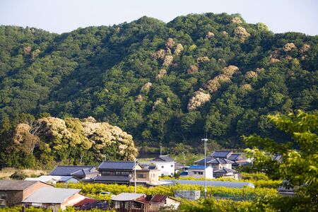 Nonaka