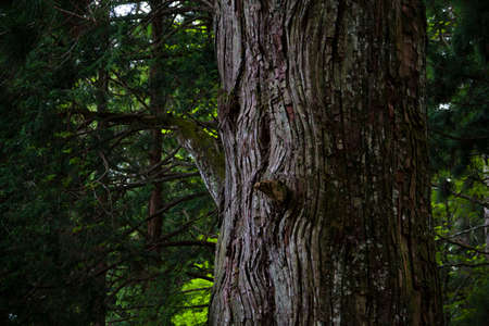 Cedar trees Okunoinの写真素材