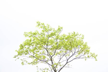 Fresh greenの写真素材