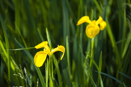 IRIS.