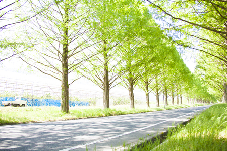 Metasequoia treesの写真素材