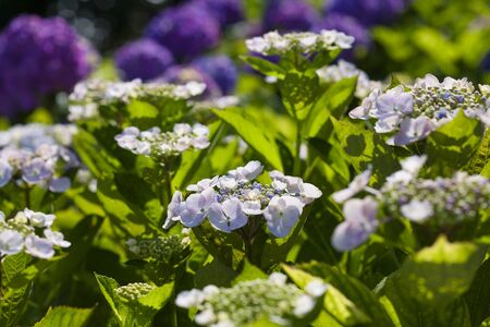 Hydrangea