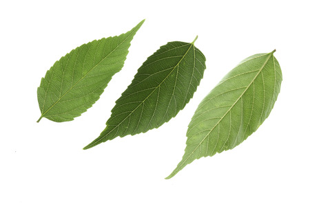 Leaves of zelkova serrata Makino
