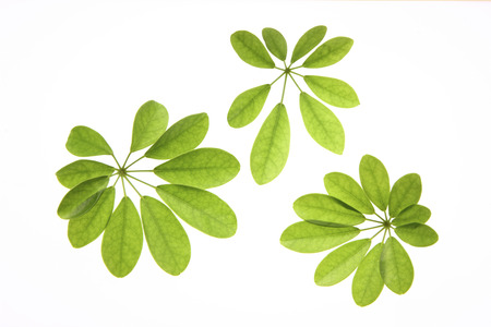 Leaf