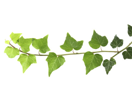 Ivyの写真素材