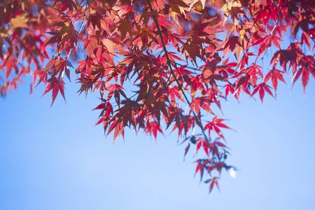 Autumn leaves