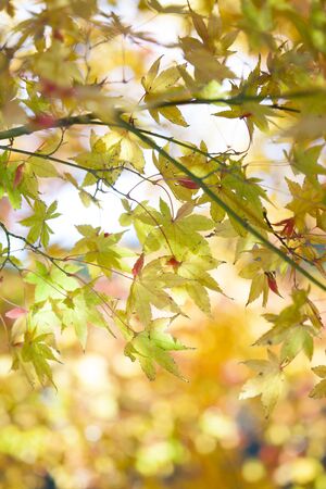 Autumn leaves