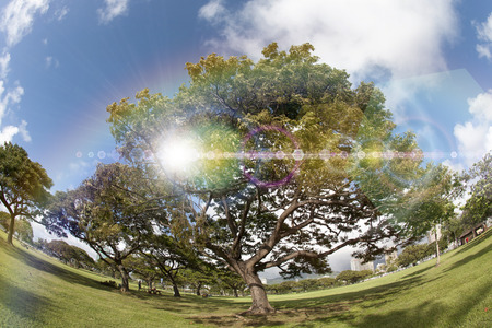 Kapiolani Park trees