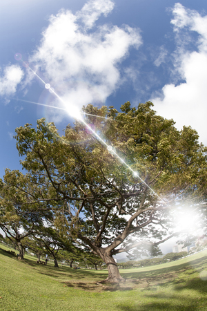 Kapiolani Park trees