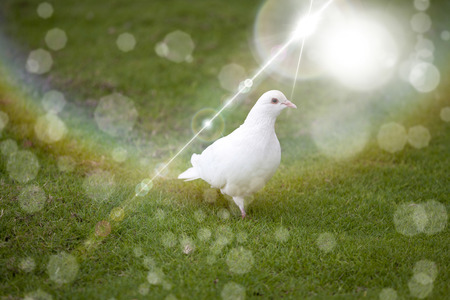 White doveの写真素材
