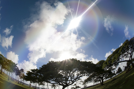 Kapiolani Park treesの写真素材
