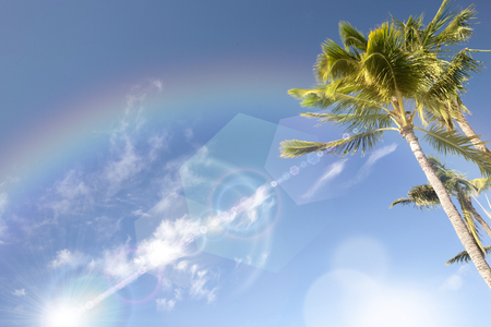 Blue Sky Palm treeの写真素材