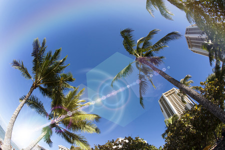 Blue Sky Palm tree