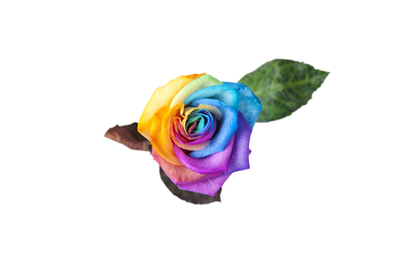 Rainbow roseの写真素材