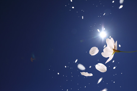 Cherry tree scatters flowersの写真素材